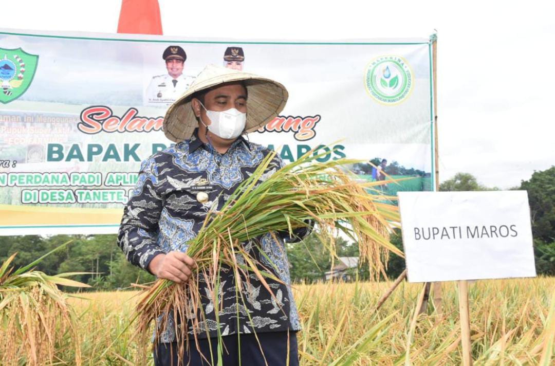 Panen Padi Hasil Aplikasi Pupuk Organik Eco Farming