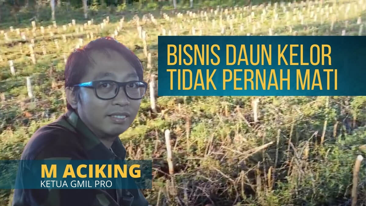 bisnis daun kelor - petani kelor di Bulukumba M aciking (1)