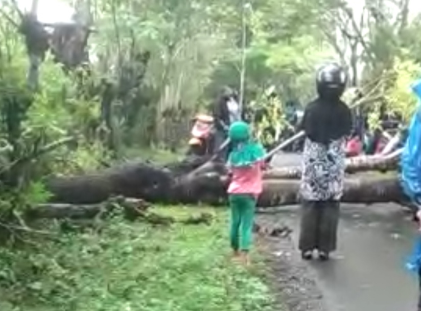 Pohon Tumbang Tutup Jalan di Selayar