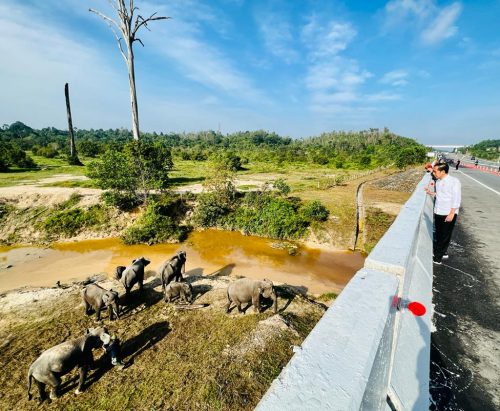 Presiden Jokowi melihat perlintasan gajah di KM 12 ruas tol Pekanbaru-Dumai, Provinsi Riau, pada Kamis (05/01/2023).