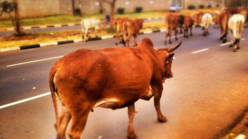 Sapi Berkeliaran di Jalanan