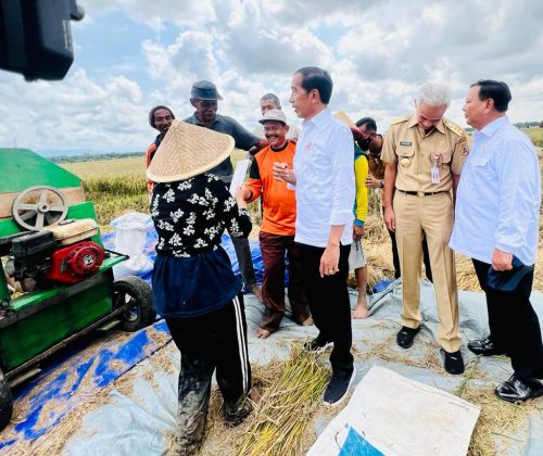 Jokowi Saksikan Panen Raya Padi di Kebumen