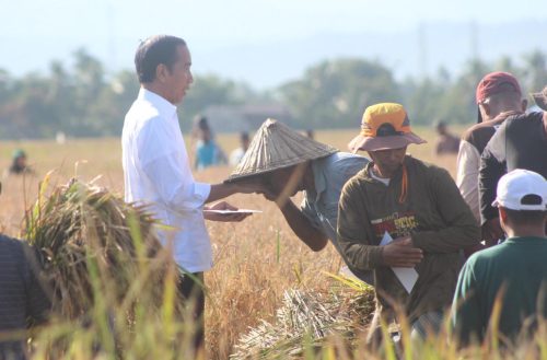 Presiden Jokowi Bersama Mentan SYL Panen Raya di Maros