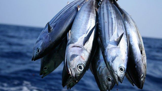 Kandungan Gizi Ikan Cakalang